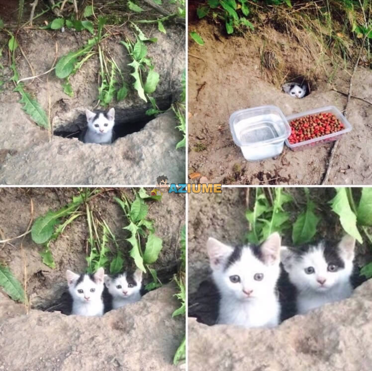 Alimentando gato de rua