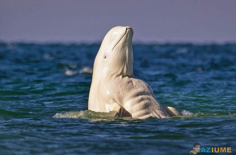 Golfinho com abdômen trincado