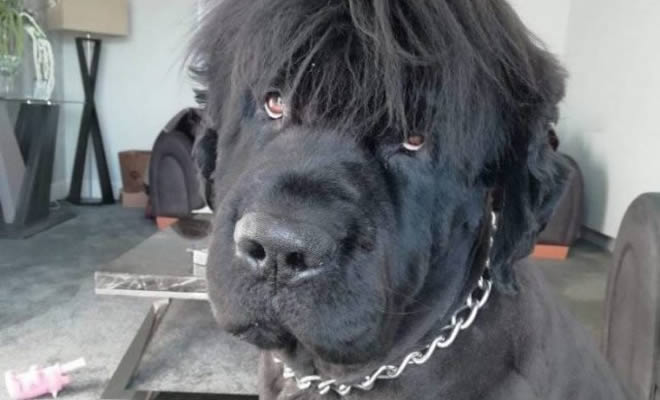 Olha só que lindão Olha só que lindão