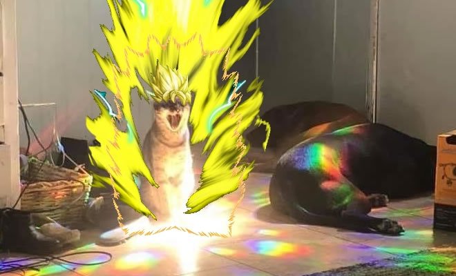 Gato sayajin Gato sayajin
