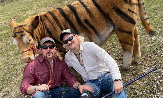 Parece que é um Tigre falso Parece que é um Tigre falso