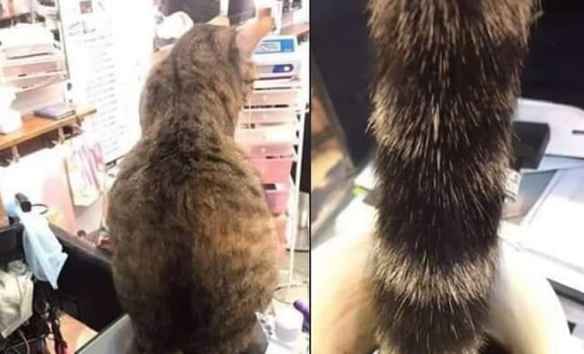 Acho que meu gato nem percebeu ainda