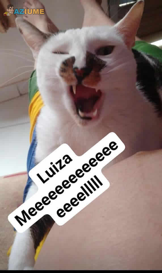 Quando meu gato descobriu minha gravidez