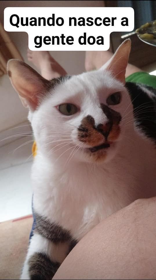 Quando meu gato descobriu minha gravidez
