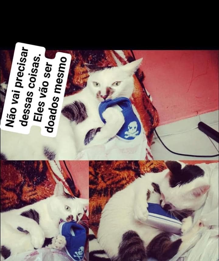 Quando meu gato descobriu minha gravidez