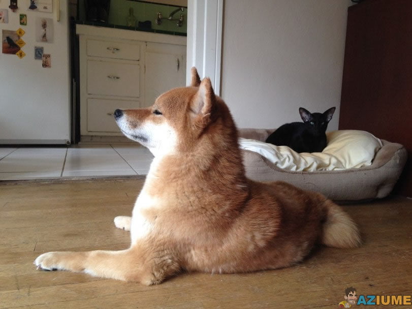 Quando se tem gato e cachorro em casa