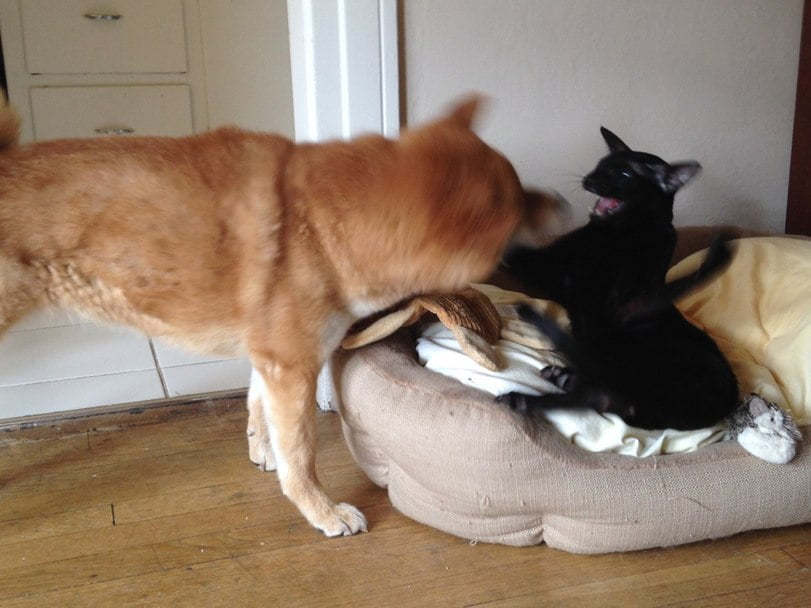 Quando se tem gato e cachorro em casa