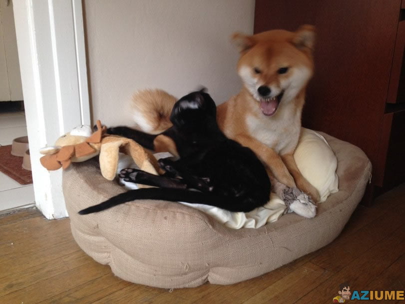 Quando se tem gato e cachorro em casa