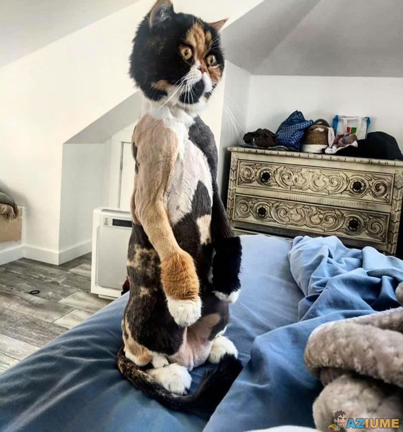 É um humano com fantasia ou é um gato?