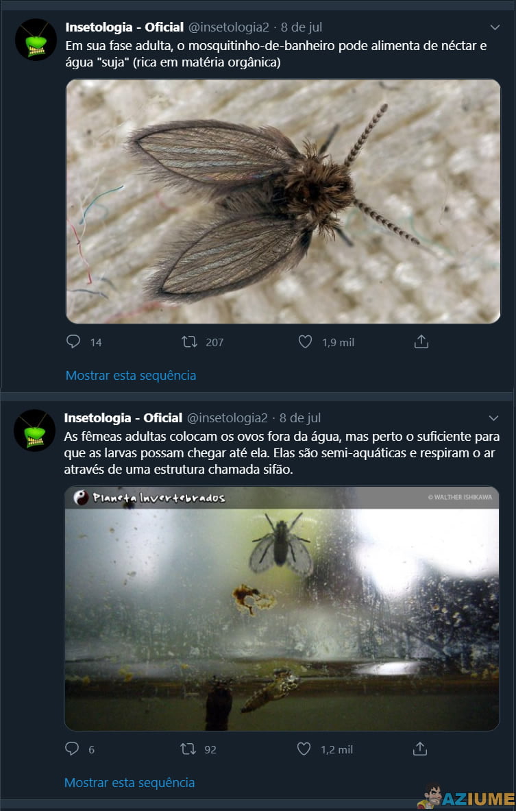 Ele mora no seu banheiro e é mais importante do que parece; conheça o mosquitinho-de-banheiro