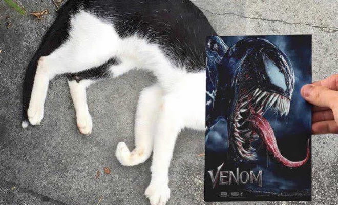 Gatos e filmes são a combinação perfeita Gatos e filmes são a combinação perfeita