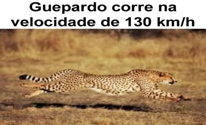 Guepardo corre na velocidade de 130 km/h