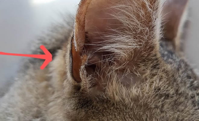 O que é essa "dobrinha/buraco" na orelha de cães e gatos?