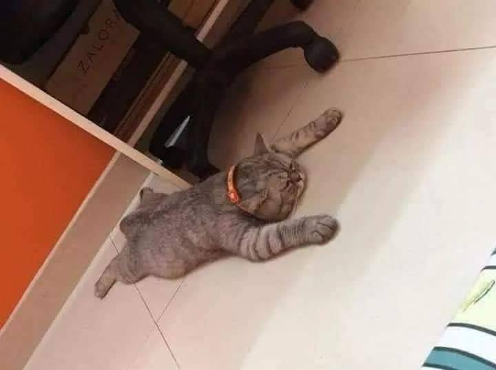 A regra é clara! Se dá pra dormir é cama! A regra é clara! Se dá pra dormir é cama!