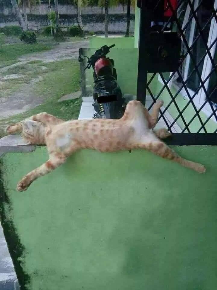 A regra é clara! Se dá pra dormir é cama! A regra é clara! Se dá pra dormir é cama!