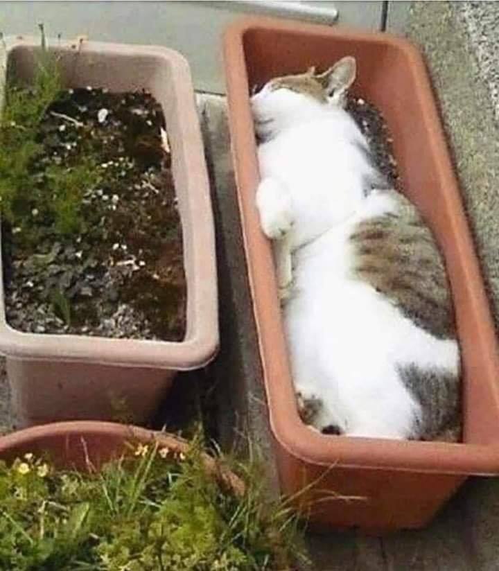 A regra é clara! Se dá pra dormir é cama!