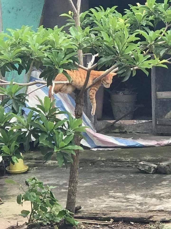 A regra é clara! Se dá pra dormir é cama!