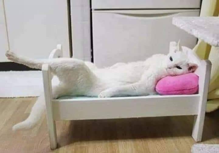 A regra é clara! Se dá pra dormir é cama!