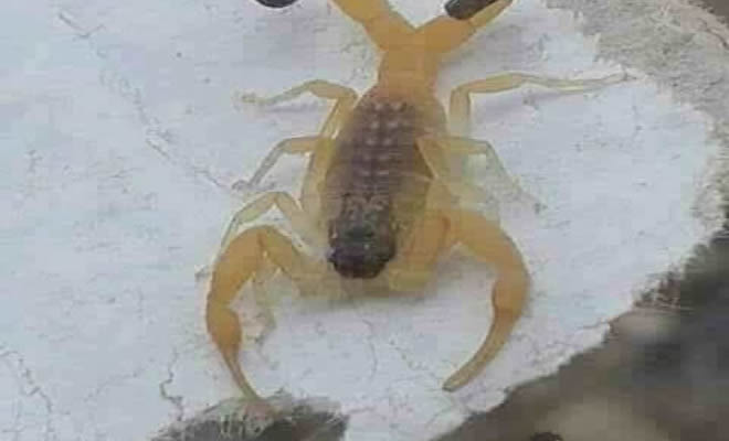 Evolução do escorpião