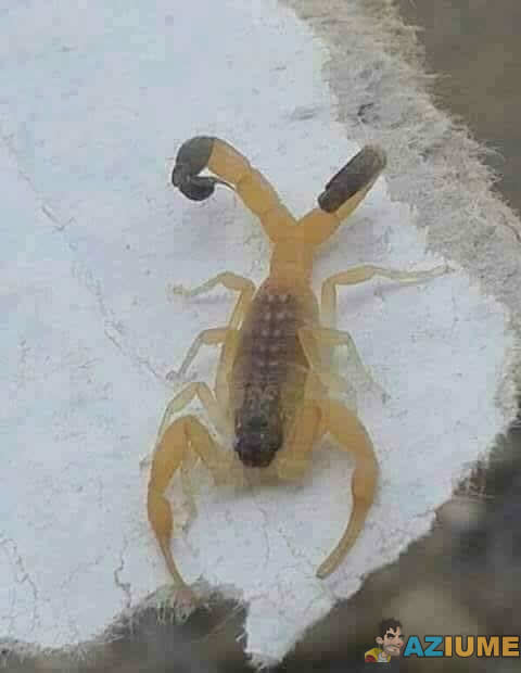 Evolução do escorpião