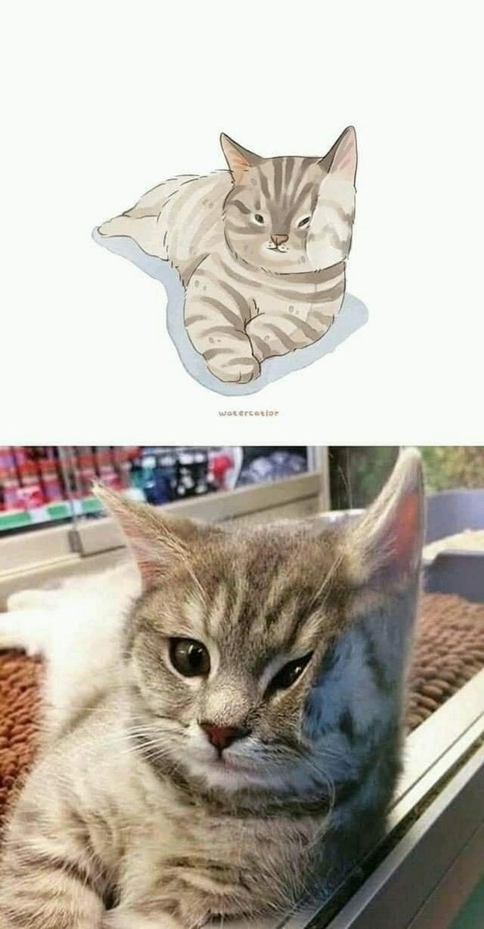 Gato e toda sua estranheza