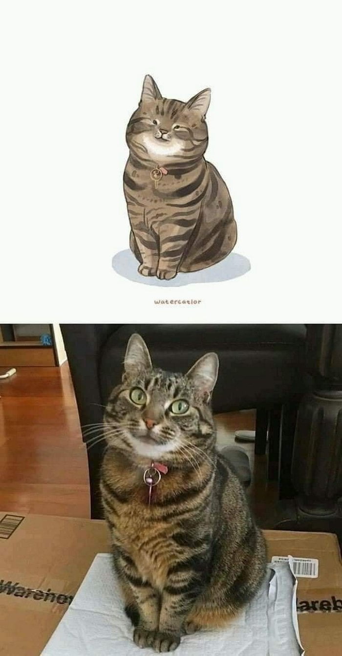 Gato e toda sua estranheza