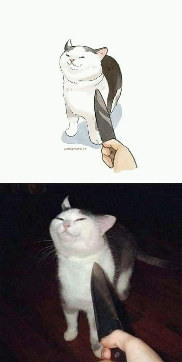 Gato e toda sua estranheza