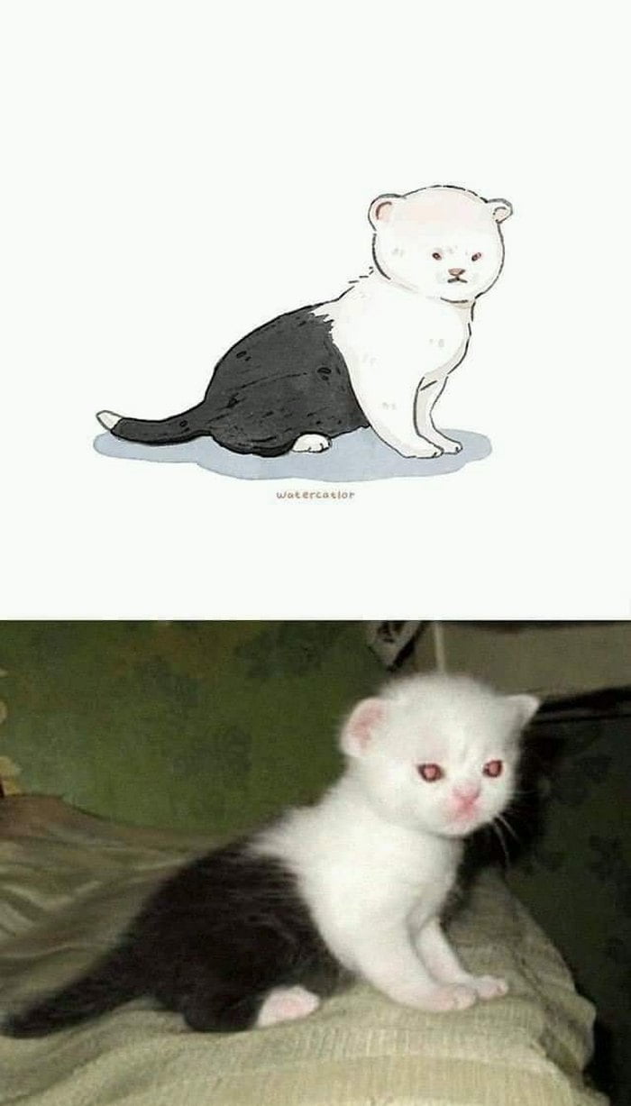 Gato e toda sua estranheza