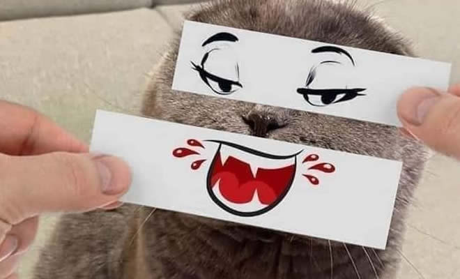 Perturbando o gato para passar o tempo Perturbando o gato para passar o tempo