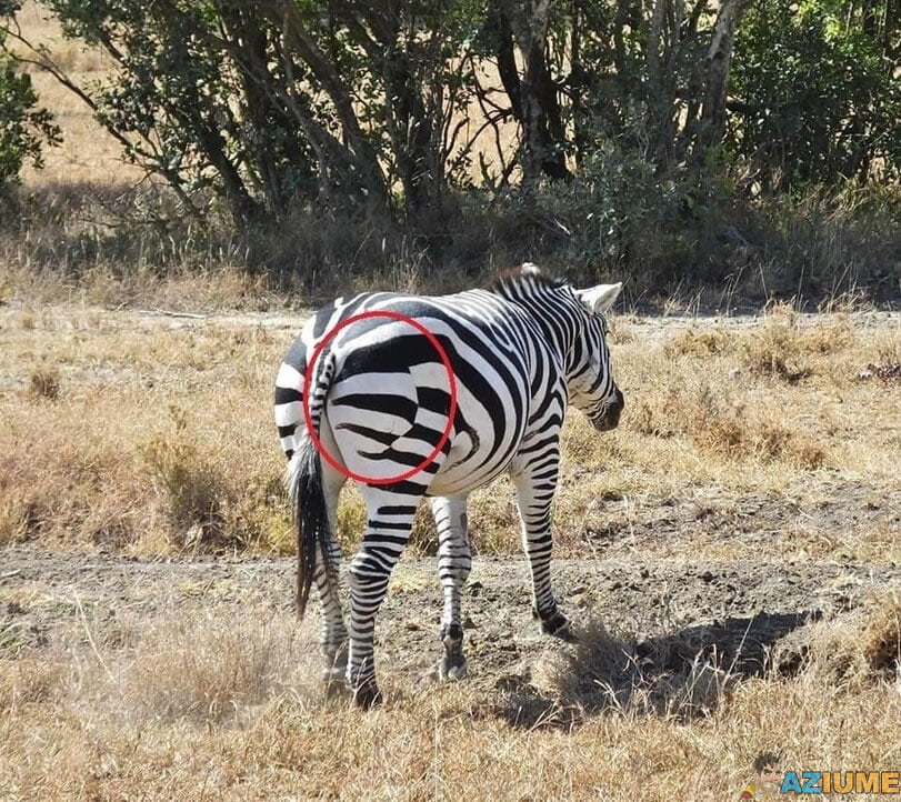 Essa zebra tem uma falha