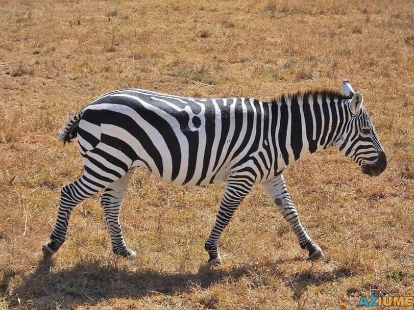 Essa zebra tem uma falha Essa zebra tem uma falha