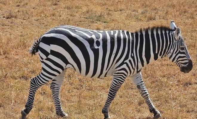 Essa zebra tem uma falha Essa zebra tem uma falha
