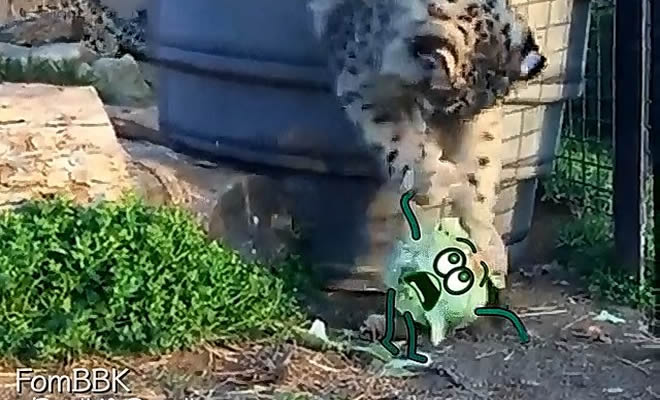 Leopardo ataca um repolho inocente Leopardo ataca um repolho inocente
