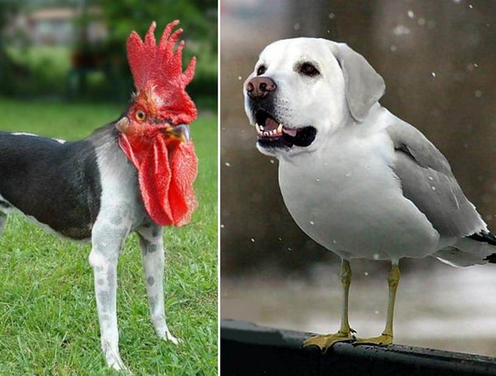 A esquisita fusão entre cães e pássaros