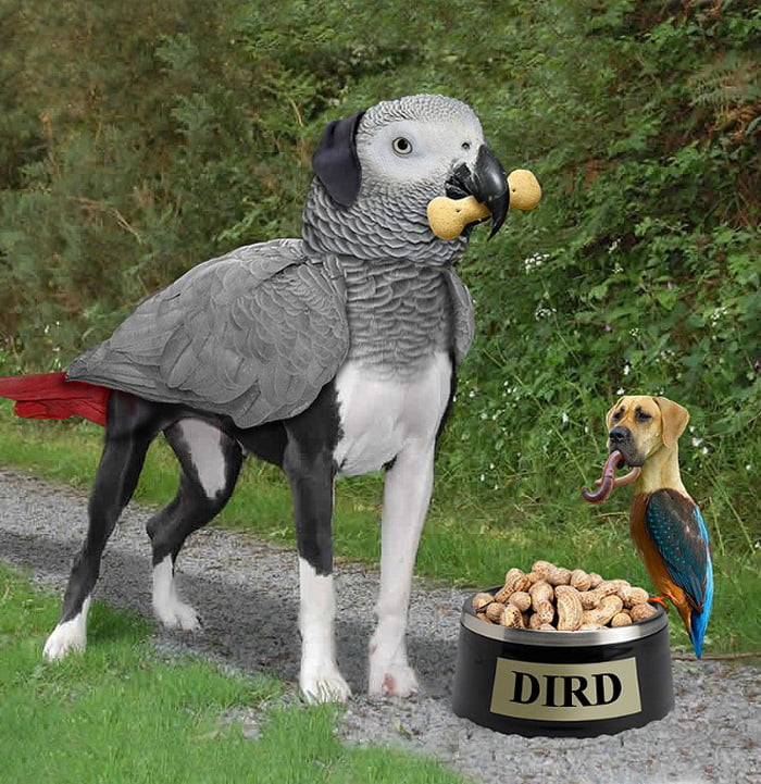 A esquisita fusão entre cães e pássaros