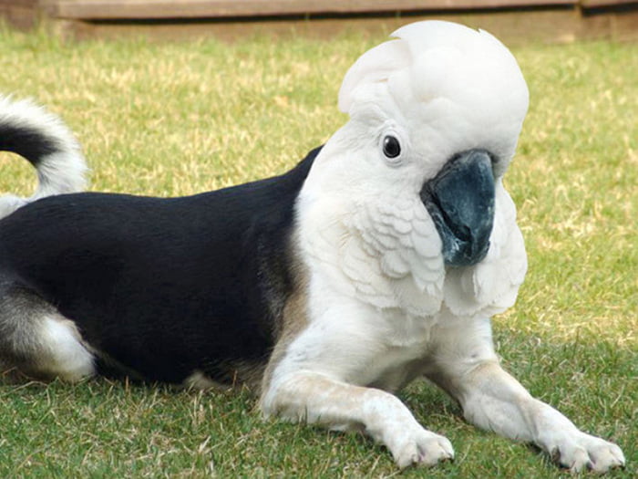 A esquisita fusão entre cães e pássaros