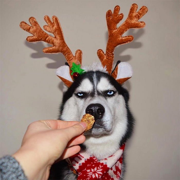 Animais de estimação que NÃO estão em clima de Natal