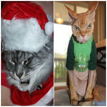 Animais de estimação que NÃO estão em clima de Natal