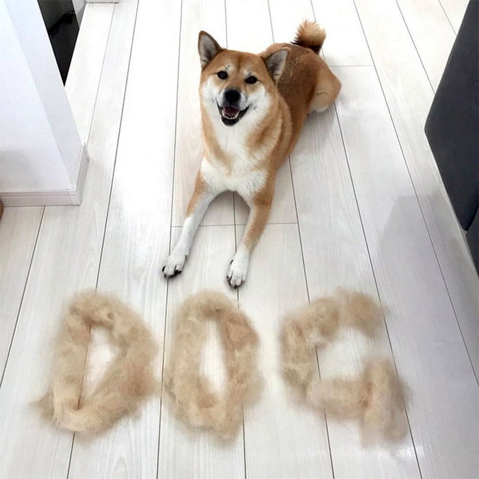 Cachorro trocando de pelo Cachorro trocando de pelo