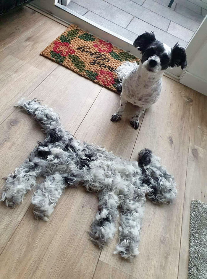 Cachorro trocando de pelo Cachorro trocando de pelo