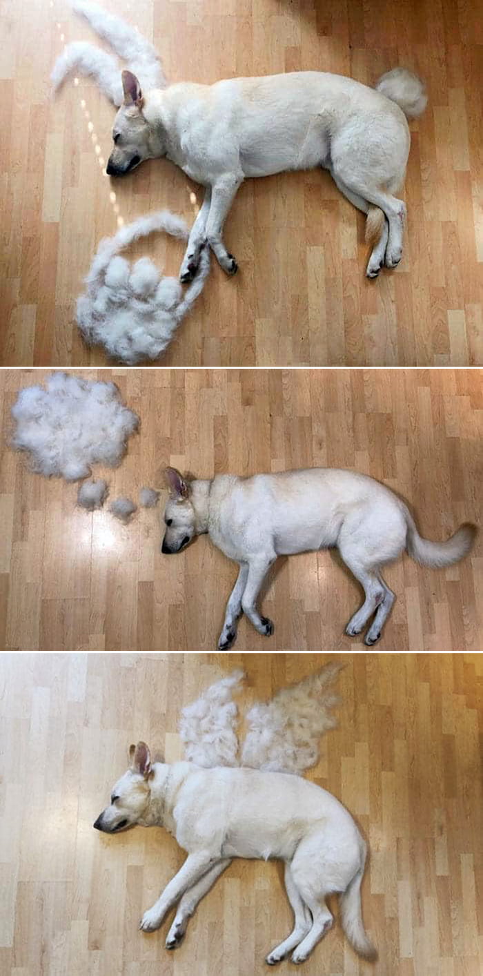 Cachorro trocando de pelo