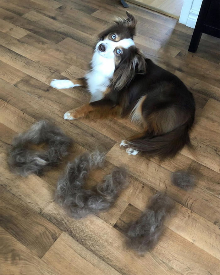 Cachorro trocando de pelo