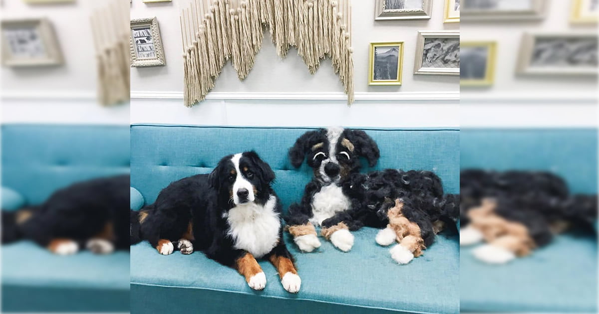 Cachorro trocando de pelo