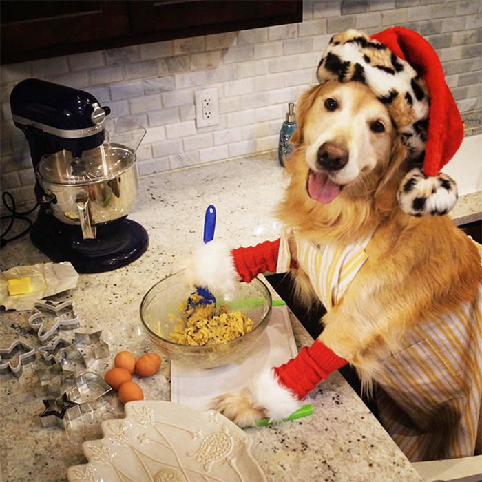 Este cachorro não tem ideia do que está fazendo Este cachorro não tem ideia do que está fazendo