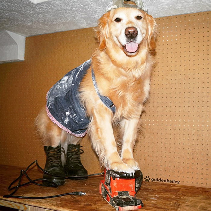 Este cachorro não tem ideia do que está fazendo Este cachorro não tem ideia do que está fazendo