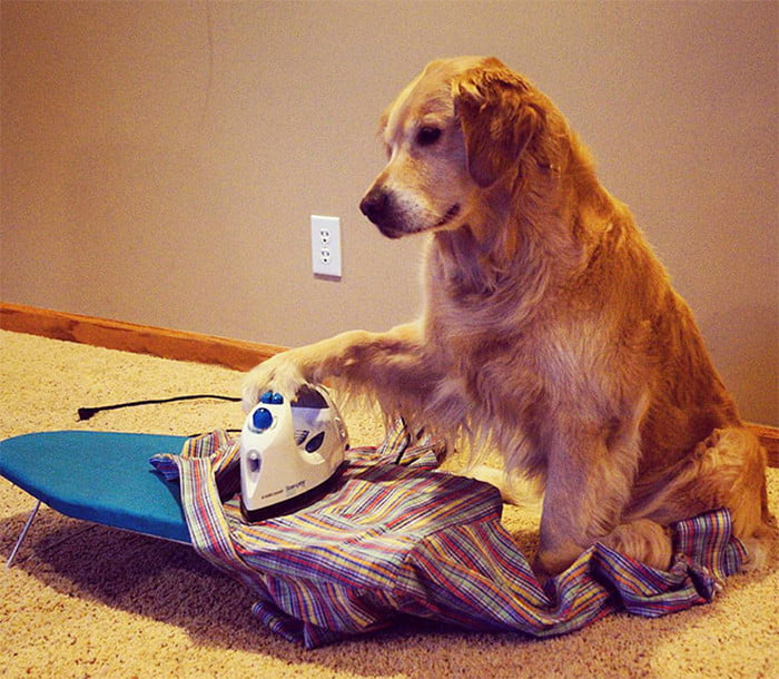 Este cachorro não tem ideia do que está fazendo Este cachorro não tem ideia do que está fazendo