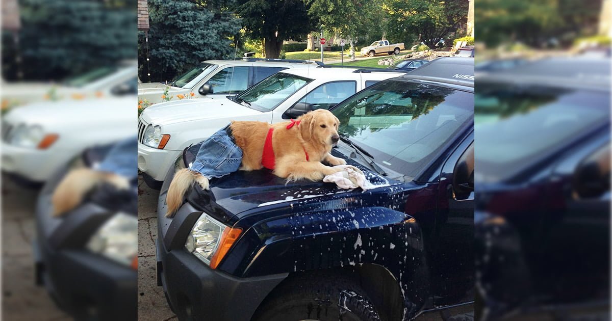 Este cachorro não tem ideia do que está fazendo