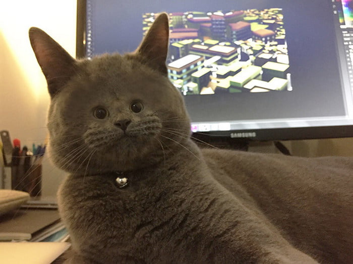 Gatos com rostos muito pequenos Gatos com rostos muito pequenos