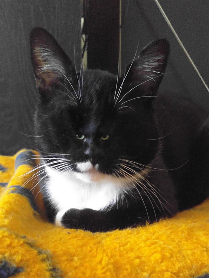 Gatos com rostos muito pequenos Gatos com rostos muito pequenos