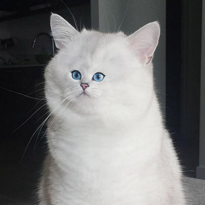 Gatos com rostos muito pequenos Gatos com rostos muito pequenos